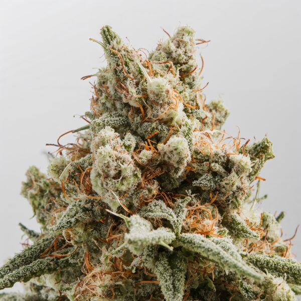 Skunk Sativa THCA Flower 32%